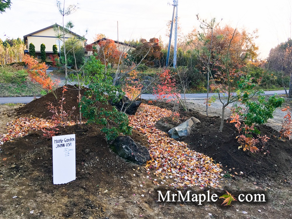 Purchase Japanese maple trees